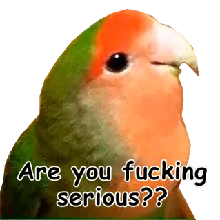 👿 66824cc1 Are you fucking serious?? papagaio, pássaro, meme, engraçado, pergunta, sério whatsapp sticker