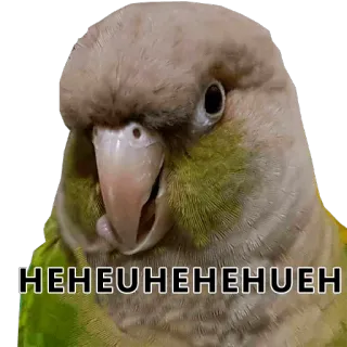 😈 92c42b52 HEHEUHEHEHEHEHUEH pássaro, papagaio, periquito, hehe, engraçado whatsapp sticker