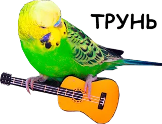 🎻 abad1f6e ТРУНЬ pássaro, guitarra, periquito, música, instrumento musical, fofo whatsapp sticker