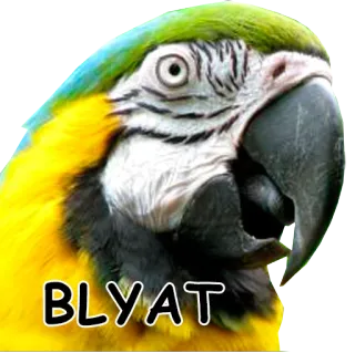 🙀 ac2e4a70 BLYAT papagaio, pássaro, blyat, russo, gíria, palavrões whatsapp sticker