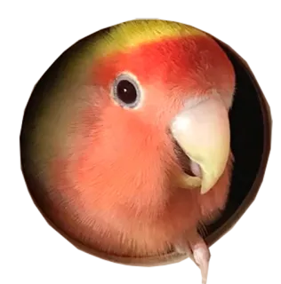 ☺️ c934e1e3 pássaro, agapornis, papagaio, animal, fofo, animal de estimação whatsapp sticker