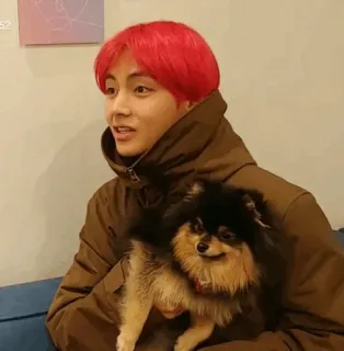 🐚 98add3f6 orang, anjing, pomeranian, hewan peliharaan, binatang, imut telegram sticker