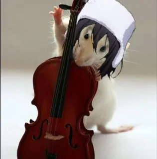 🐀 58724ffc หนู, เชลโล, สัตว์, ดนตรี, หมวก, ตลก whatsapp sticker