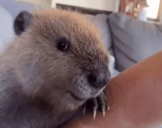 🤩 0dba9a18 castor, animal, mono, mamífero, fauna telegram sticker