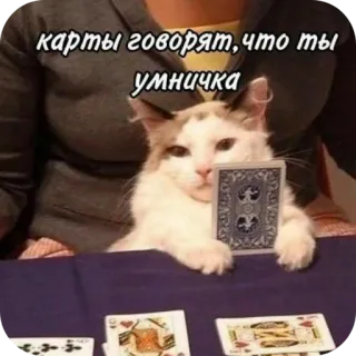 🐶 2002abbe карты говорят, что ты умничка gato, cartas, adivinación, divertido, animal, lindo telegram sticker