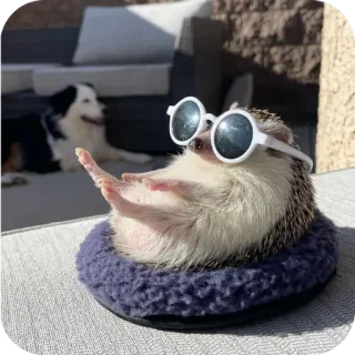 😎 316ad5d6 erizo, gafas de sol, lindo, animal, mascota, relajante, tomando el sol telegram sticker