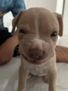 🥺 32107bc3 perro, cachorro, lindo, animal, retrato telegram sticker