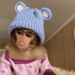 🌟 35f6dbb0 mono, animal, sombrero, lindo, primate, mamífero telegram sticker