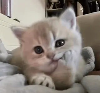 🥰 3acc9b55 gatito, gato, dedo corazón, ofensivo, animal telegram sticker