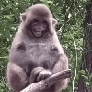 🌟 3afafd82 mono, animal, simio, primate, sonrisa telegram sticker