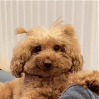 🤩 3cae0c90 perro, caniche, lindo, animal, mascota telegram sticker