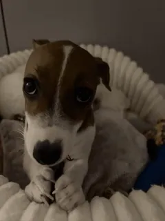 🤩 41a2923f perro, cachorro, lindo, mascota, animal, marrón y blanco telegram sticker