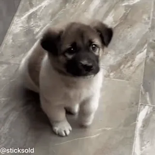 ❤ 43631482 perro, cachorro, lindo, animal, mascota telegram sticker