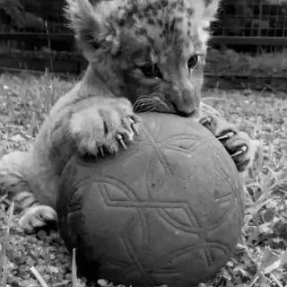 ➖ 4910bad2 cachorro de león, animal, pelota, jugando, fauna telegram sticker