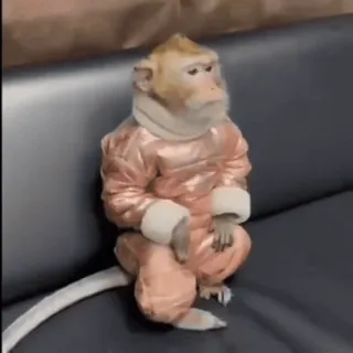 🤓 596e4a44 mono, animal, ropa, traje, sentado telegram sticker