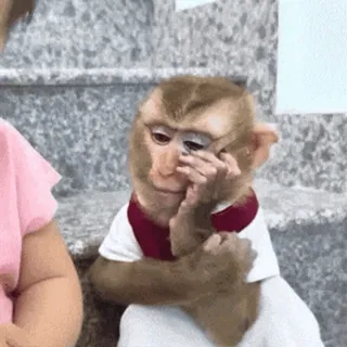 🐵 66022003 mono, animal, mamífero, lindo, sentado, primate telegram sticker