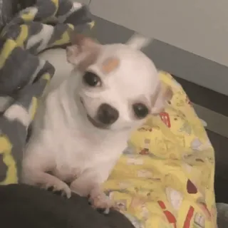 ☺️ 67a388cd chihuahua, perro, lindo, mascota, animal telegram sticker