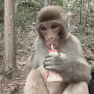 🥤 767be23d mono, animal, bebiendo, bebida, yogur telegram sticker