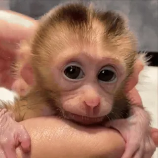 🤩 7dd44f55 mono, bebé, lindo, animal, primate telegram sticker