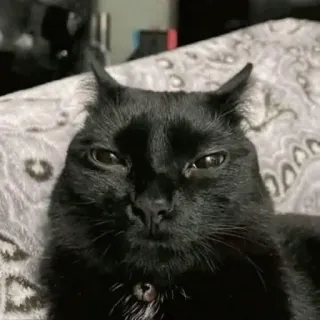 🌟 8ca81f56 gato, animal, gato negro, animal doméstico, mascota, gatito telegram sticker