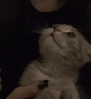 🌟 9ad07976 gato, gatito, lindo, animal, mascota telegram sticker