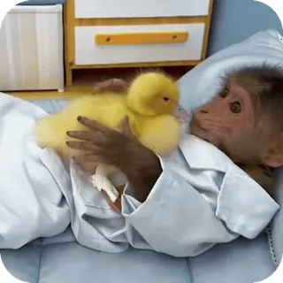 🌱 a83515cc mono, patito, animal, lindo, amistad, mascota, amigos inesperados telegram sticker