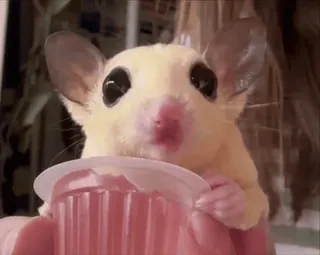 🤩 b1a64a93 petauro del azúcar, lindo, animal, mascota telegram sticker