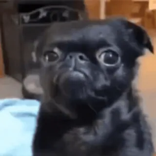 🌟 b8ea7c13 perro, carlino negro, mascota, animal, lindo telegram sticker