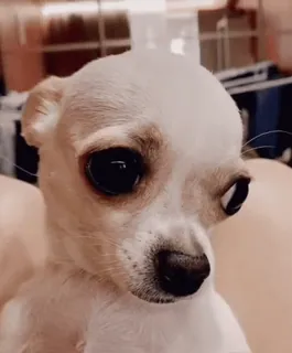 😱 bd70564d perro, cachorro, chihuahua, lindo, animal, mascota telegram sticker