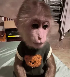 😘 c2154088 mono, animal, lindo, osito de peluche, suéter telegram sticker