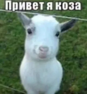 🐐 cb6623b9 Привет я коза cabra, animal, lindo, animal de granja telegram sticker