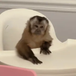 🌟 d4dbd1b8 mono, animal, lindo, capuchino telegram sticker