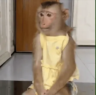 🌟 d9ec4f62 animal, mono, vestido, lindo, gracioso telegram sticker