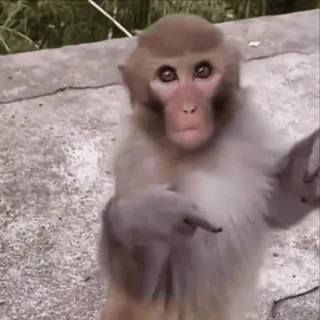 🌟 e334221b mono, dedo corazón, gesto obsceno, animal, primate, ofensivo telegram sticker