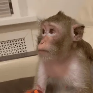 🫤 ee464110 mono, animal, lindo, primate telegram sticker