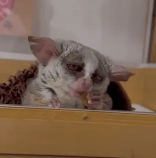 🌟 f4fe452a petauro del azúcar, animal, mascota, lindo, mamífero, mascota exótica telegram sticker