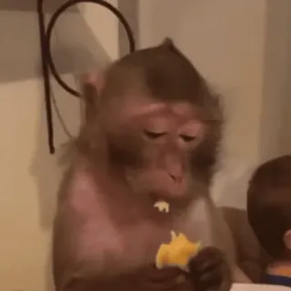 🥟 f598766b mono, animal, comiendo, lindo, mamífero telegram sticker