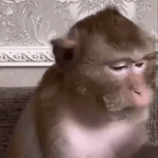 🌟 f84d04fd mono, animal, mamífero, primate telegram sticker