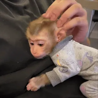 🤩 ffab574a mono, mono bebé, animal, primate, lindo telegram sticker