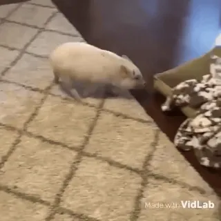 :^ :: @fStikBot whatsapp stickers