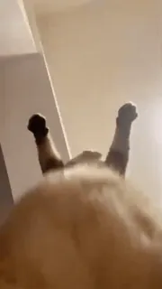 :^ :: @fStikBot telegram stickers