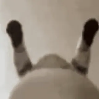 🌟 d1d7b763 telegram sticker