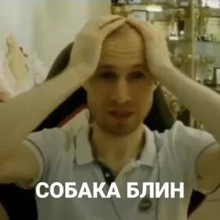 🐶 ace3d18b СОБАКА БЛИН 러시아어, 개, 슬랭, 표현, 좌절 telegram sticker