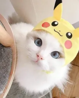 😍 014f3929 Pikachu Pokemon kot, Pikachu, Pokémon, zwierzę, słodki, kapelusz, zwierzę domowe telegram sticker