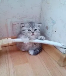 😍 0c87a4c3 kot, kociak, słodki, zwierzę, zwierzę domowe, szary, pręgowany telegram sticker