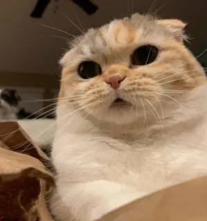 😳 12772a8a kot, zwierzę domowe, zwierzę, słodki, zwierzę domowe, kotowaty, Scottish Fold telegram sticker