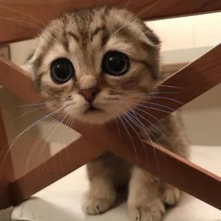 😍 1735a533 kociak, kot, słodki, zwierzę, zwierzę domowe, mały telegram sticker