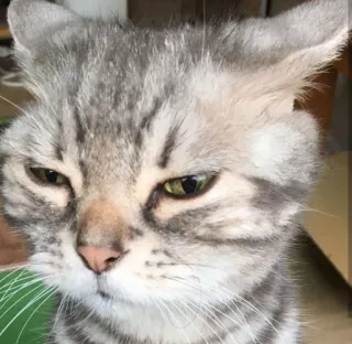 😑 17e6103f kot, zwierzę, zwierzę domowe, kotowate, kot domowy, ssak telegram sticker