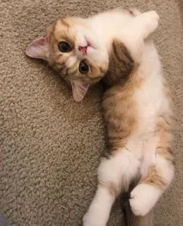 😍 18c5f008 kot, kociak, zwierzę domowe, słodki, zwierzę, kot domowy, ssak telegram sticker