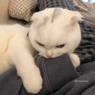 😍 1d9c6a8d @muuuuuuuuji kot, biały kot, słodki, zwierzę, zwierzę domowe, Scottish Fold telegram sticker